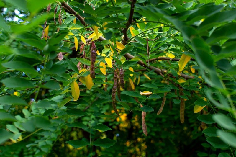 Акация кручёная (Acacia tortilis)