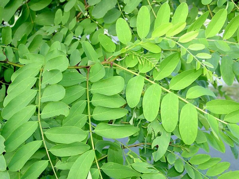 Акация подалириелистная (Acacia podalyriifolia)