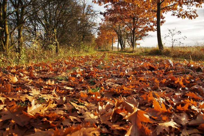 Осень опавшие листья