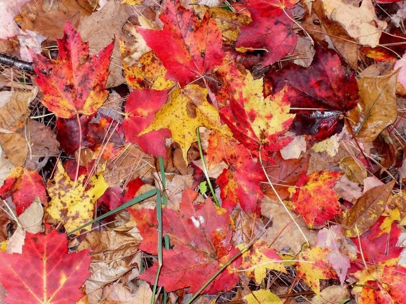 Опавшие листья на земле