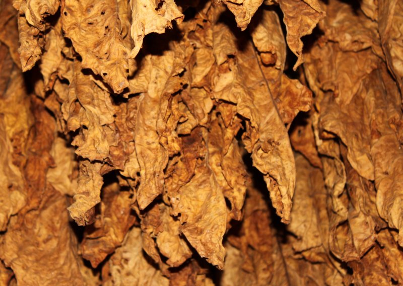 Табачный лист Burley