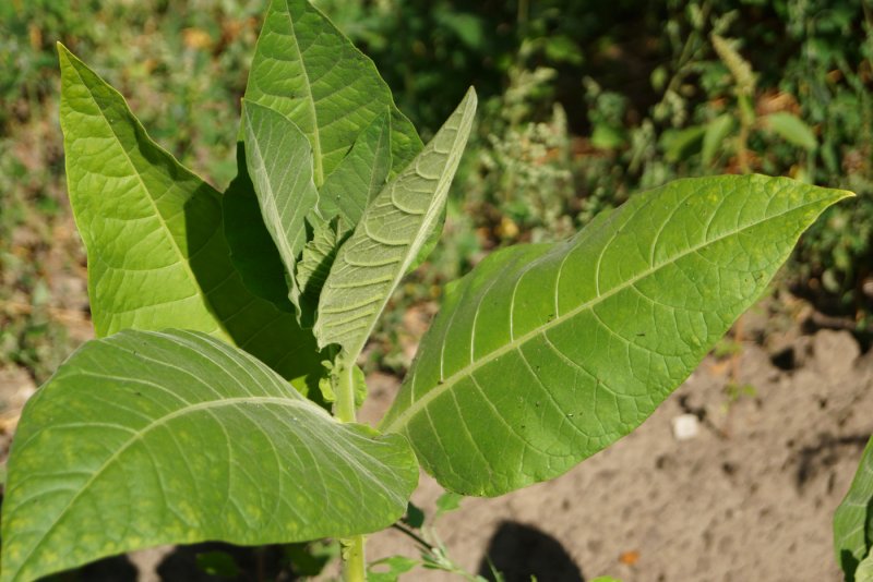 Растение табак махорка