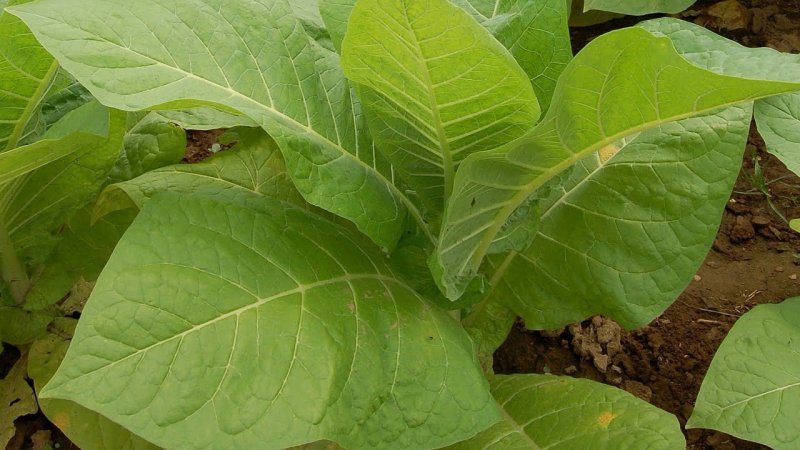 Табак Вирджиния растение на подоконнике