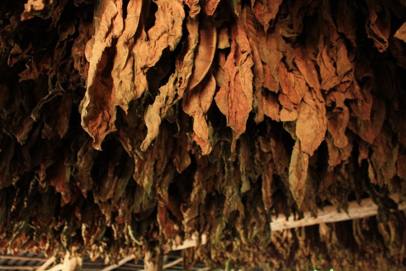 Обработанные листья табака