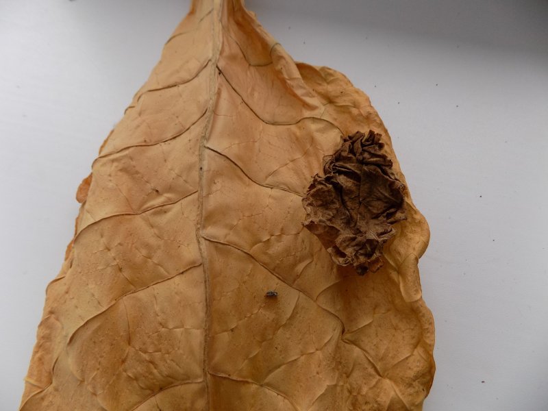 Высушенные листья табака