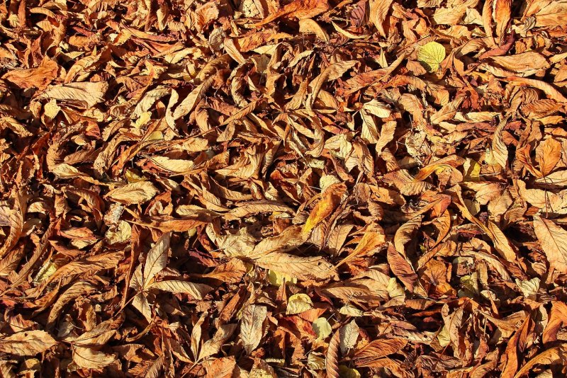 Сушеные табачные листья