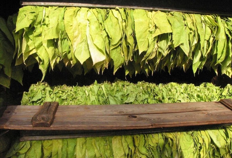 Tobacco leaves