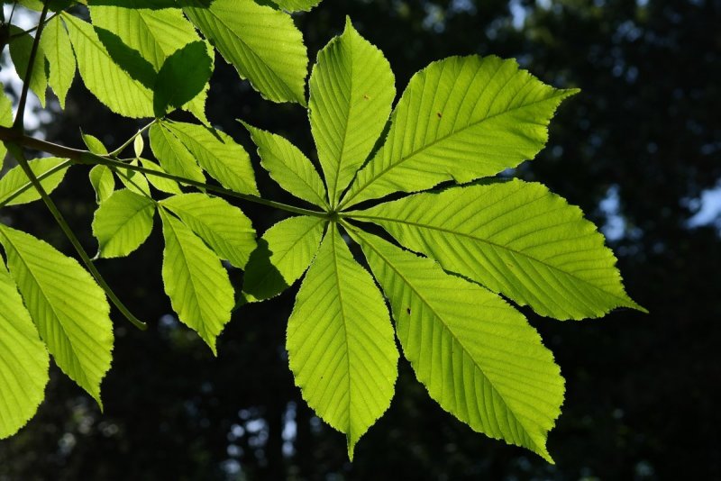 Каштановое дерево листья