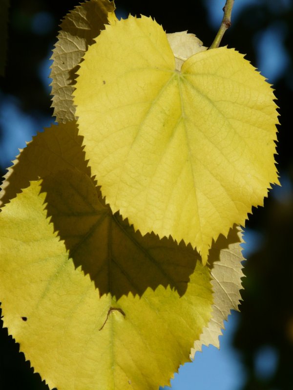 Хлороз листьев липы