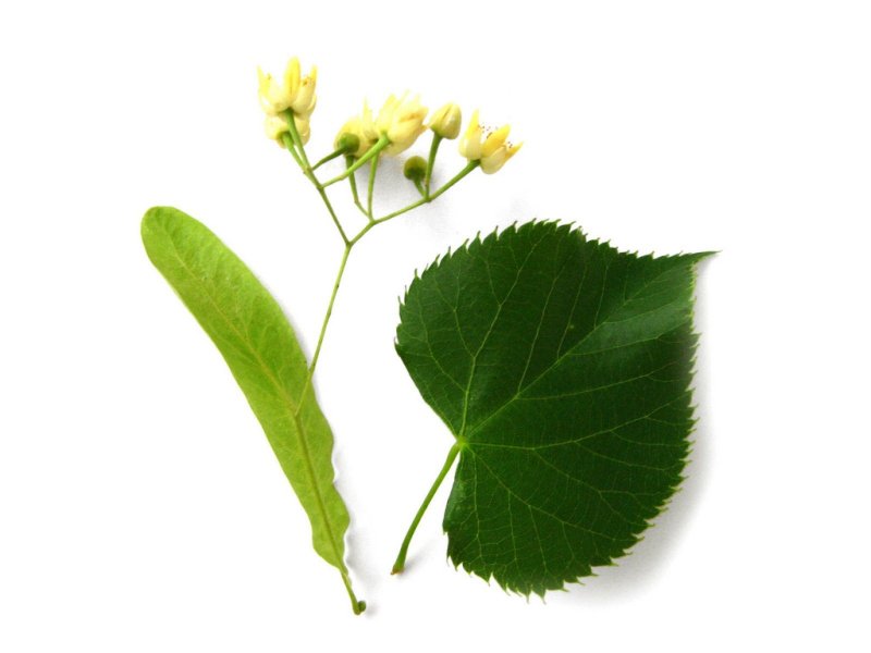 Tilia platyphyllos листья