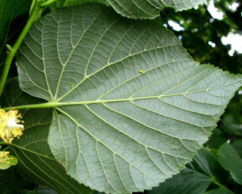 Зеленый лист липы