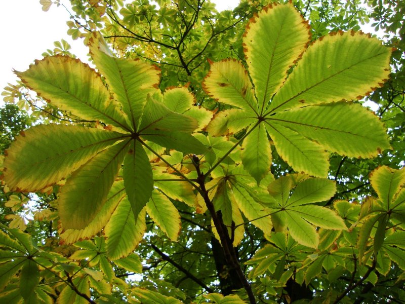 Каштан благородный листья