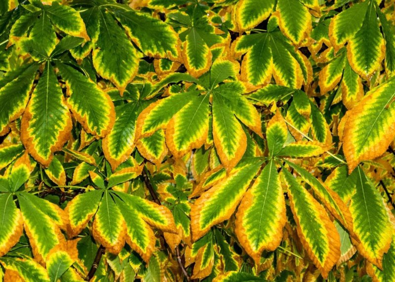 Рост природы листочки
