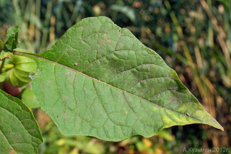 Физалис обыкновенный лист