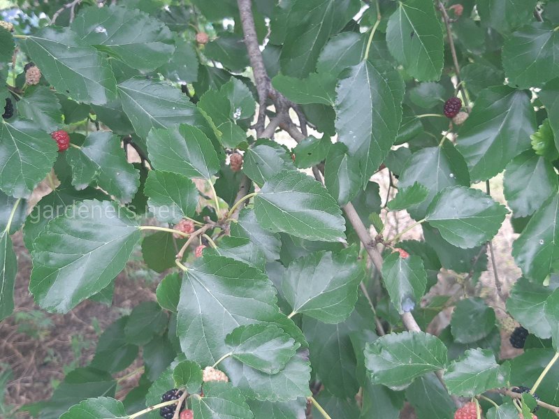 Шелковица листья ბოტანიკა