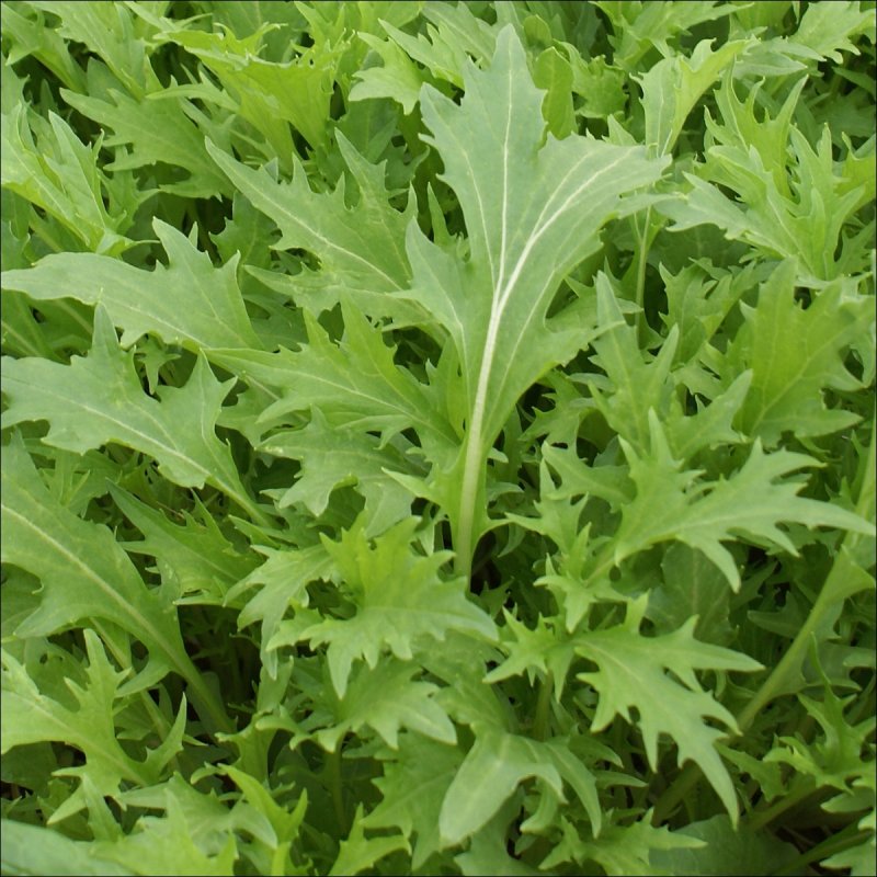 Горчица листовая (Brassica juncea l.)