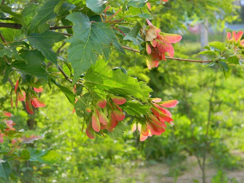 Клен ясенелистный цветы