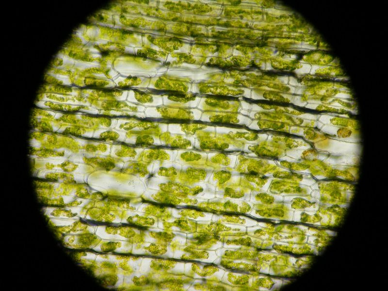 Лист фиалки под микроскопом