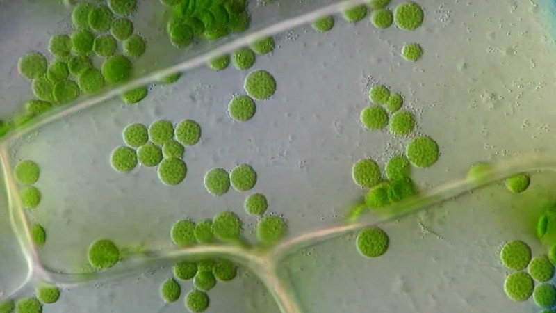 Движение хлоропластов в листе элодеи