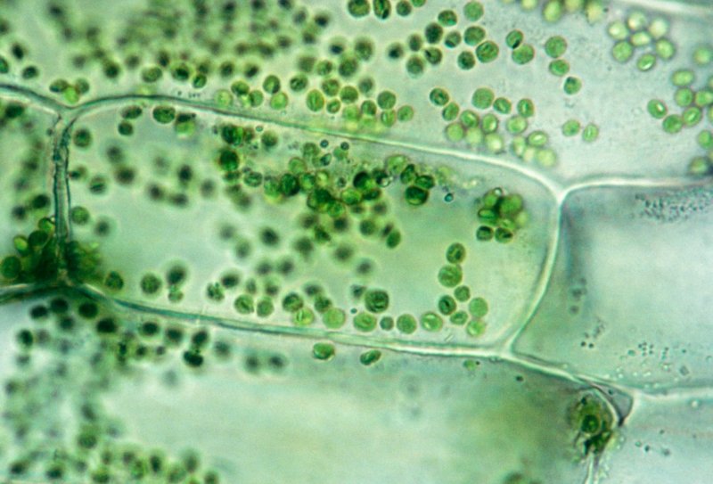 Хлоропласты в листе валлиснерии