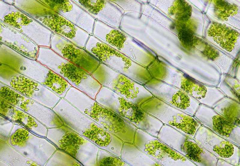 Фотосинтезирующая ткань листа элодеи