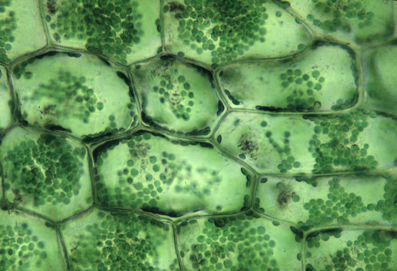 Микроскопия клеток лука