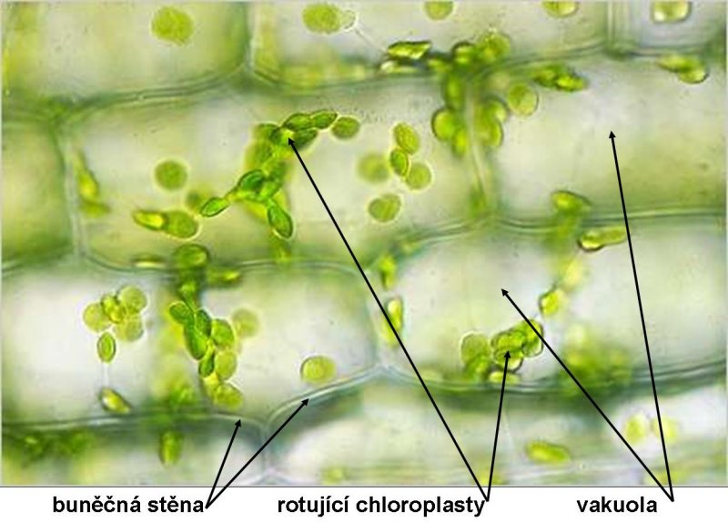Хлоропласты в листе элодеи