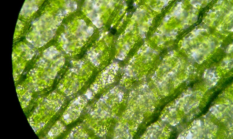 Клетки водоросли элодеи