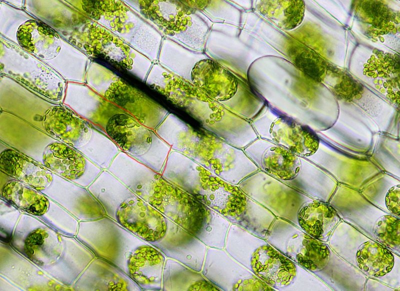 Хлоропласты в листе под микроскопом