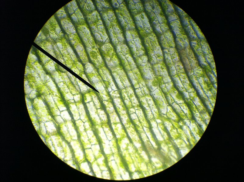 Хлорофилл в хлоропластах