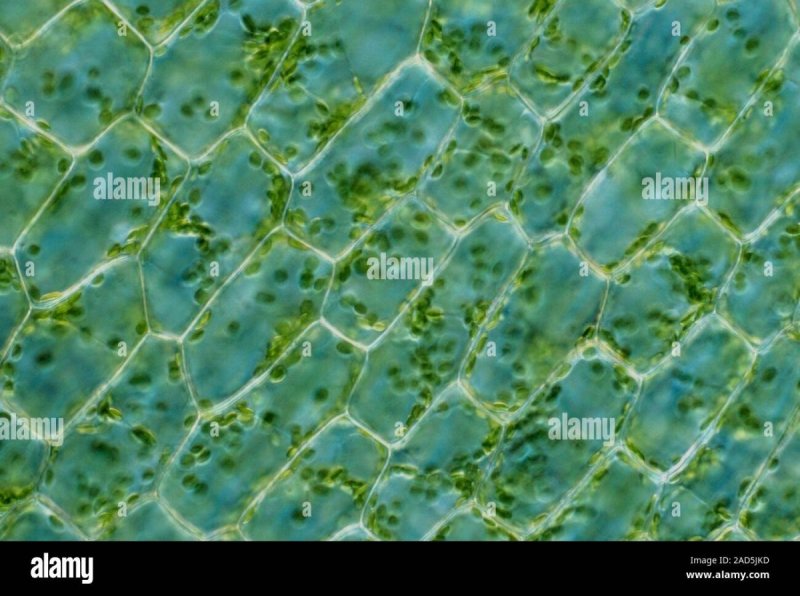Chloroplasts in the Cells of Elodea Leaf.