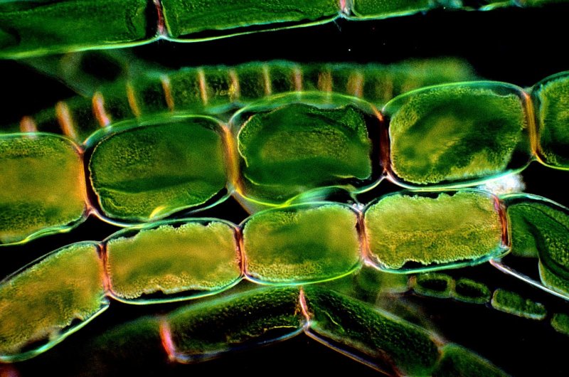 Фотосинтез в клетке под микроскопом