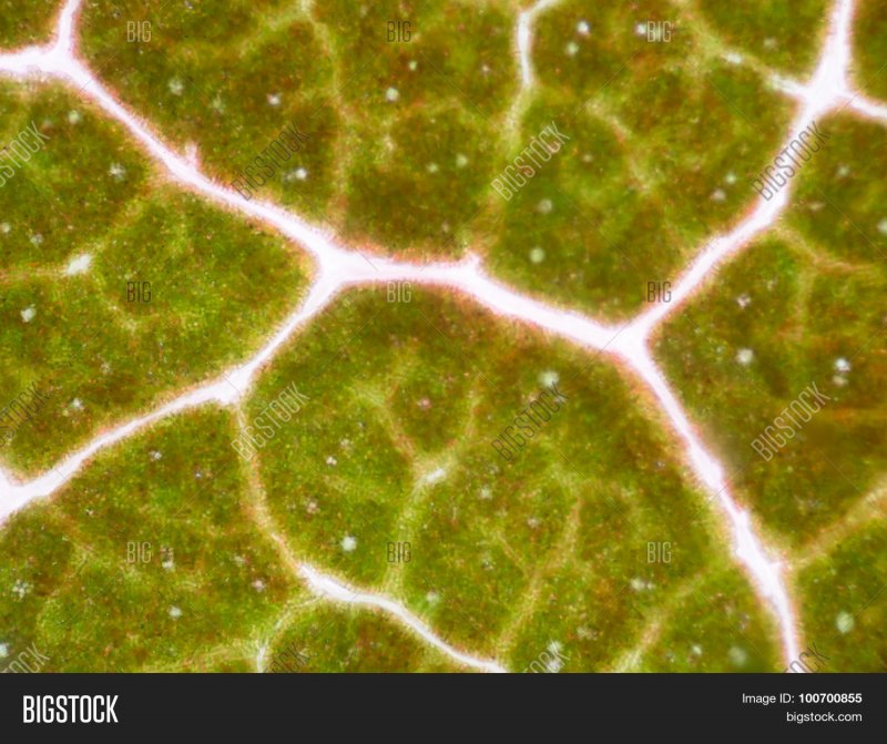 Зеленые клетки листьев