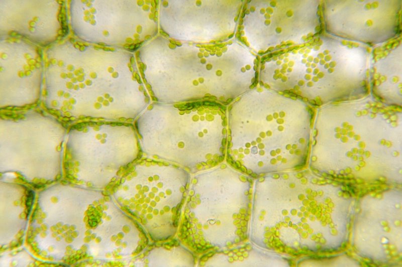 Хлоропласты в листе валлиснерии