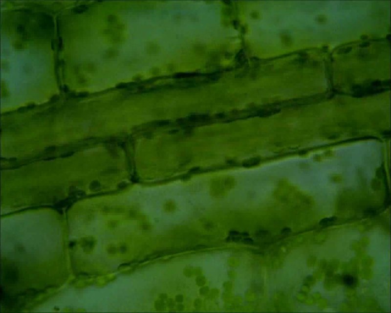 Строение клеток растений 5 класс биология Пасечник
