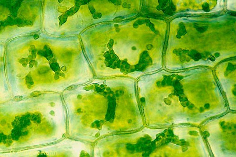 Клетки листа элодеи