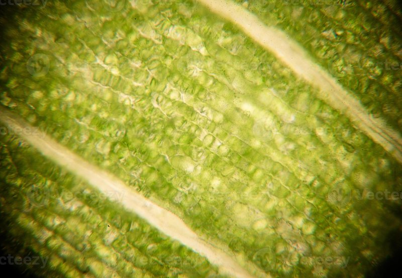Органы клетки листа под микроскопом