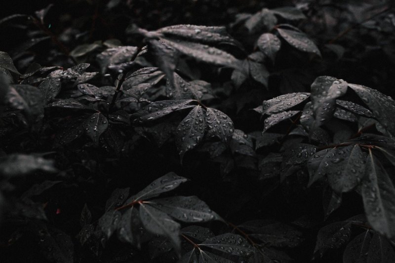 Листья на темном фоне
