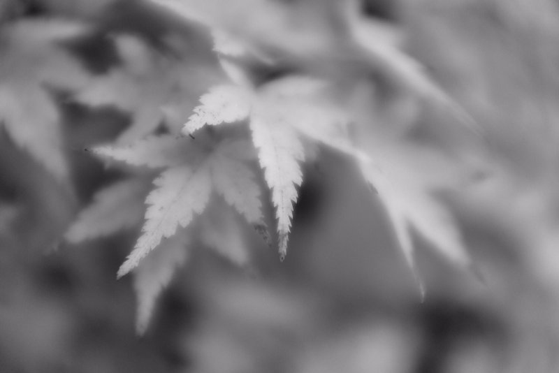 Серый фон с листьями