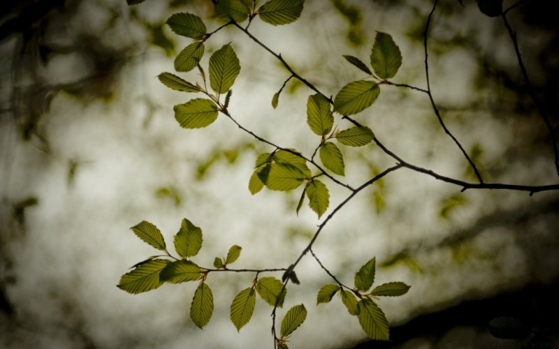 Ветка дерева с листьями