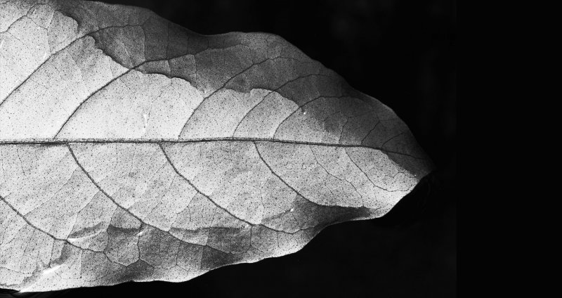 Серый лист