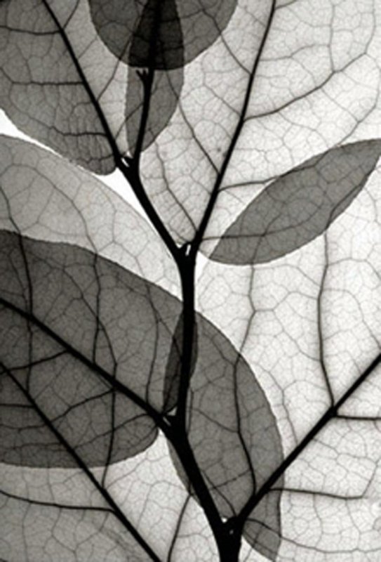 Листья черно белые