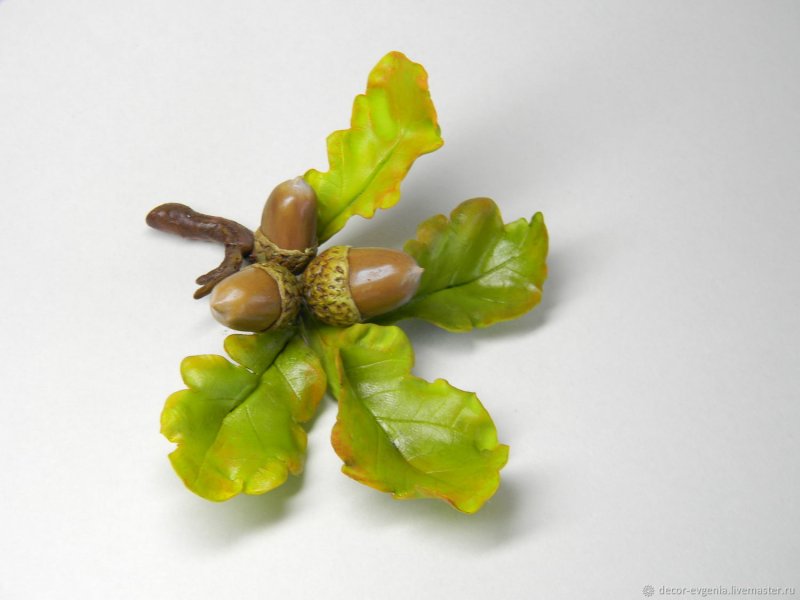 Quercus acutissima желуди