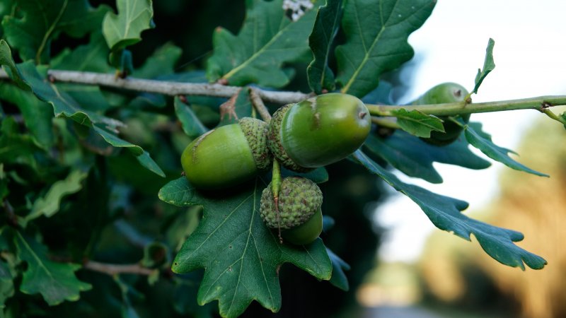 Дуб черешчатый(Quercus Robur) ареал