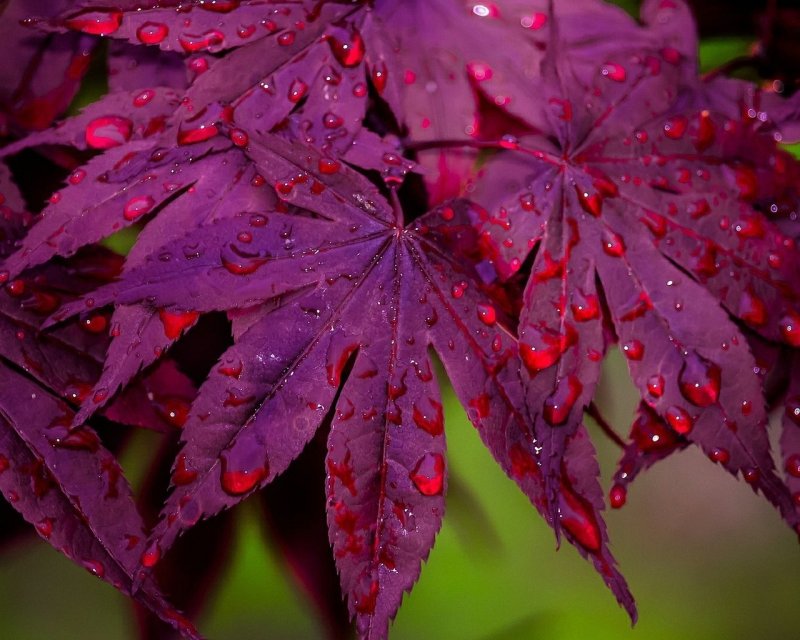 Фиолетовые листья осенью