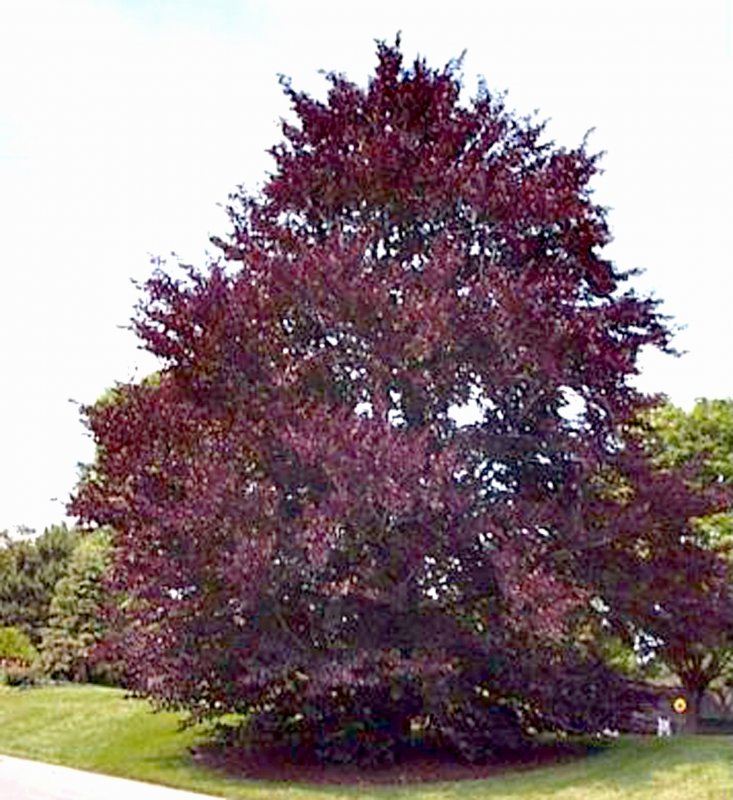 Бук Fagus sylvatica "purpurea"