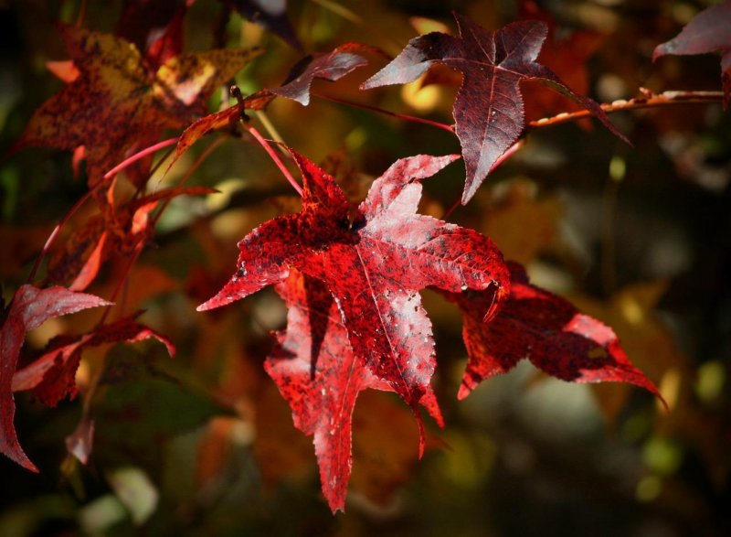 Клен с бордовыми листьями