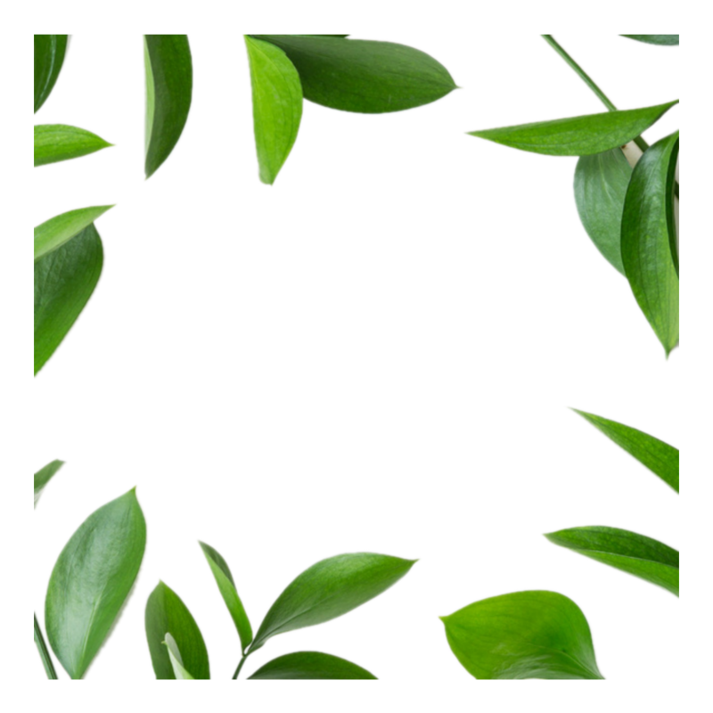 Зеленые листья на белом фоне