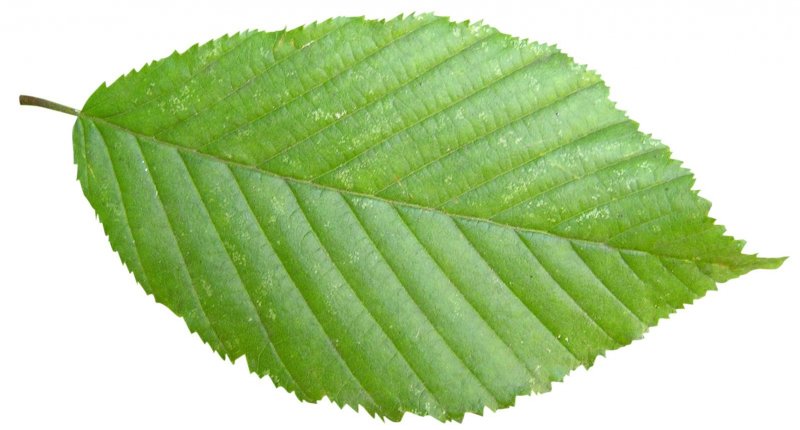 Ветка с листьями на прозрачном фоне
