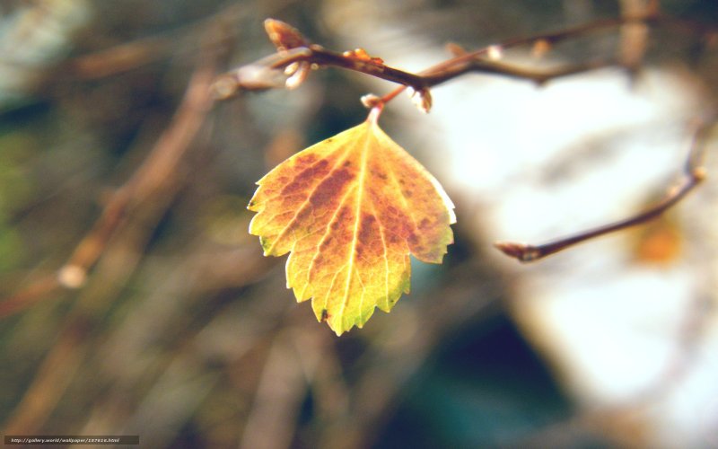 Осенние листья на ветру